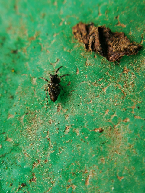 Cyclosa oculata - mediterrán csúcsos-keresztespók