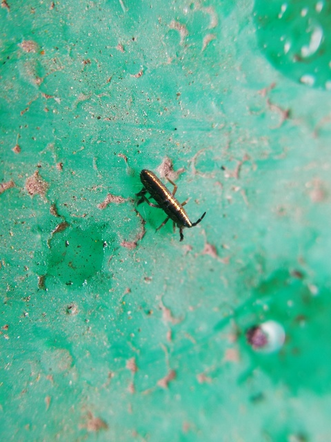 Lepidocyrtus paradoxus