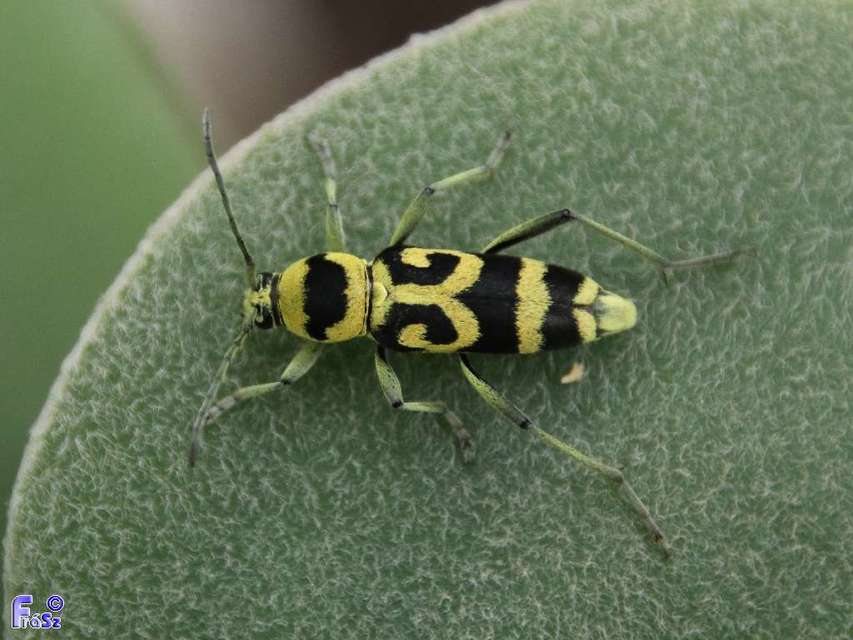 Chlorophorus varius - díszes darázscincér