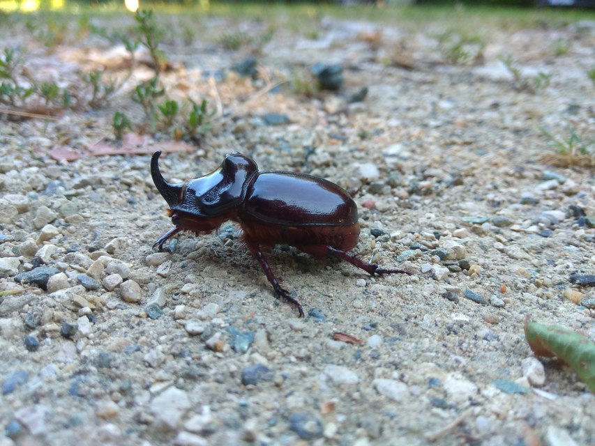 Oryctes nasicornis - orrszarvú bogár
