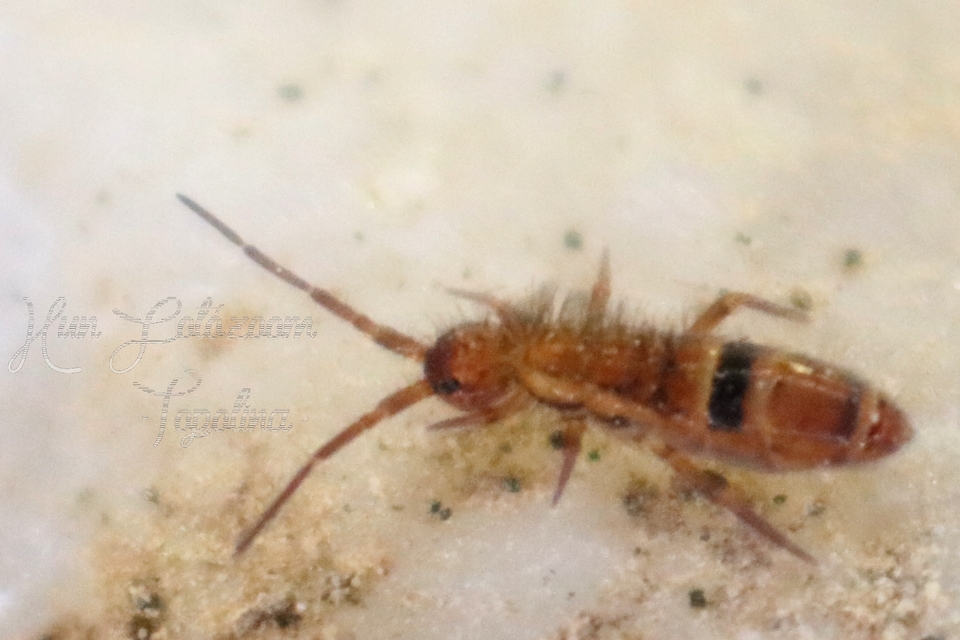 Orchesella cincta