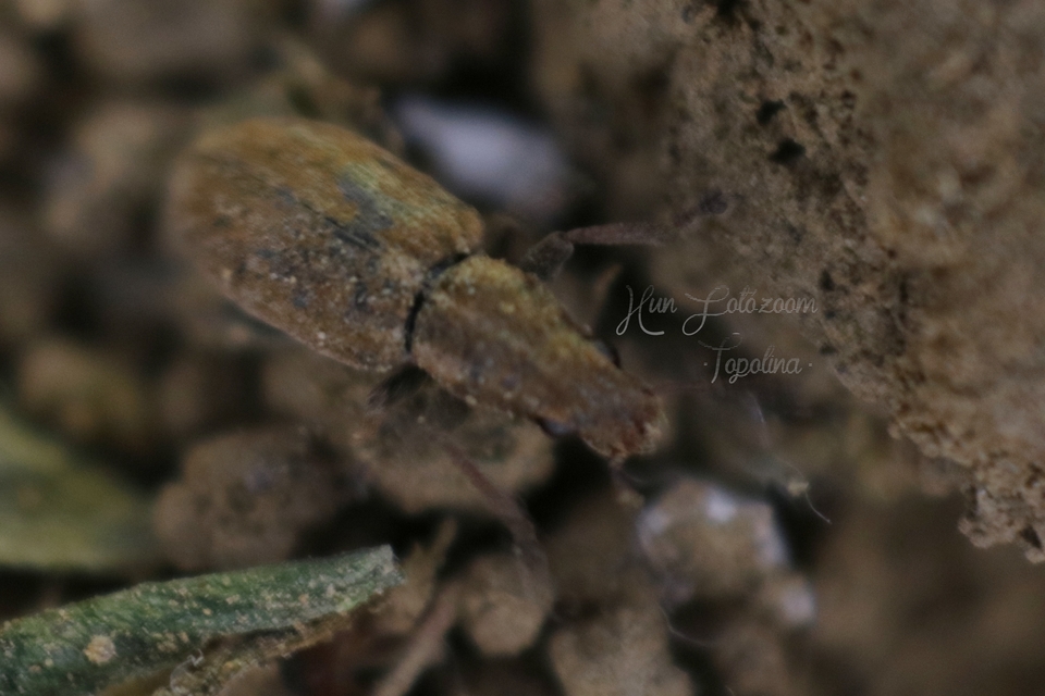 Sitona