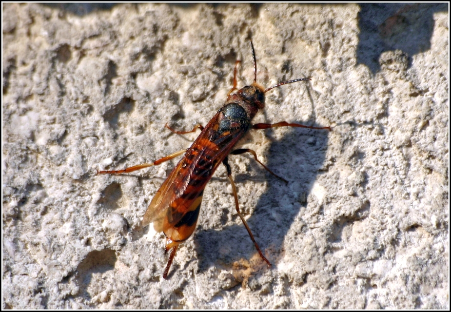 Tremex fuscicornis - sárgagyűrűs fadarázs