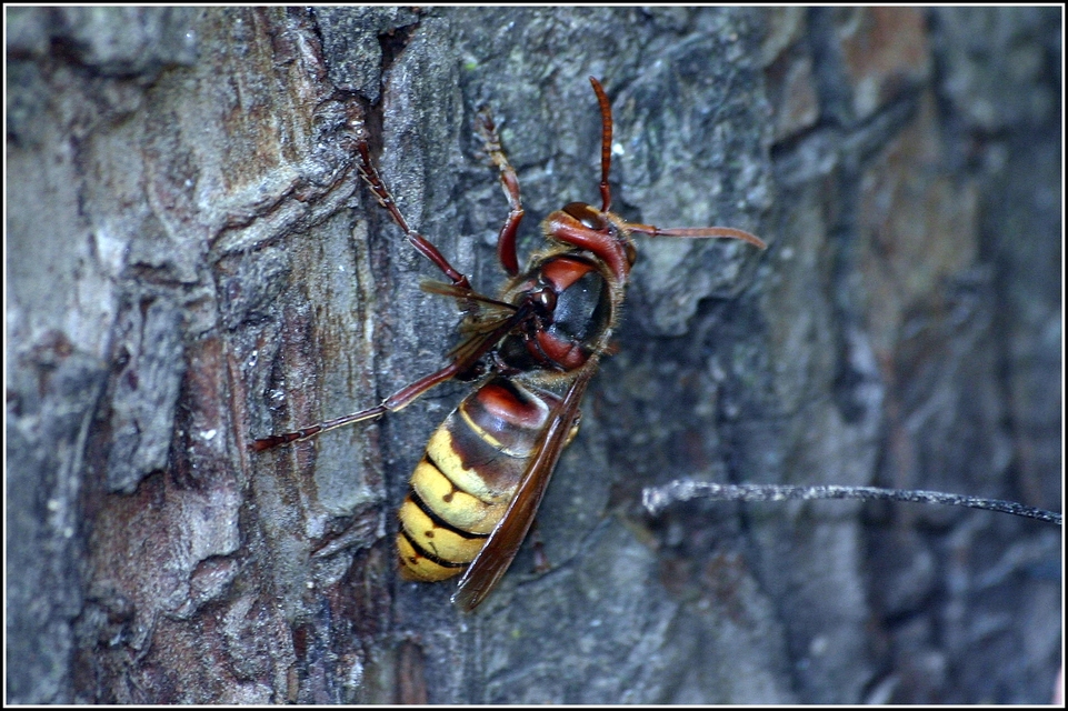 Vespa crabro - lódarázs
