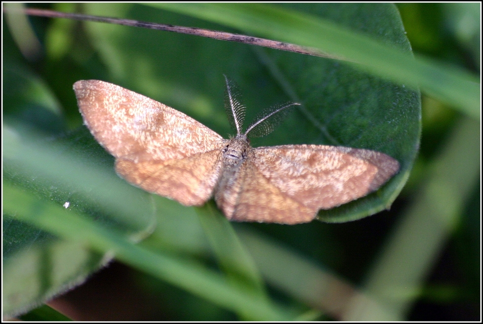 Ematurga atomaria - barna rétiaraszoló