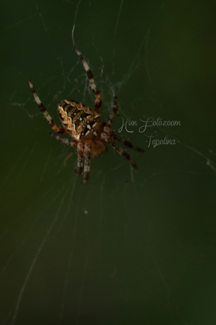 Araneus diadematus - koronás keresztespók Araneus diadematus - koronás keresztespók