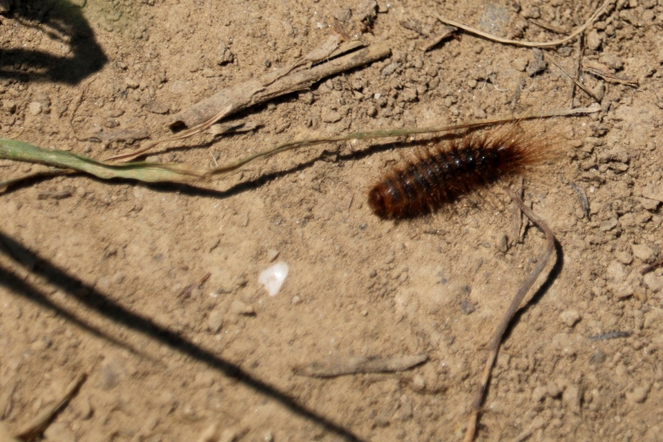 Dermestidae - porvafélék