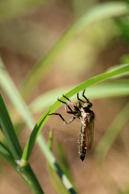 Asilidae - rablólégyfélék