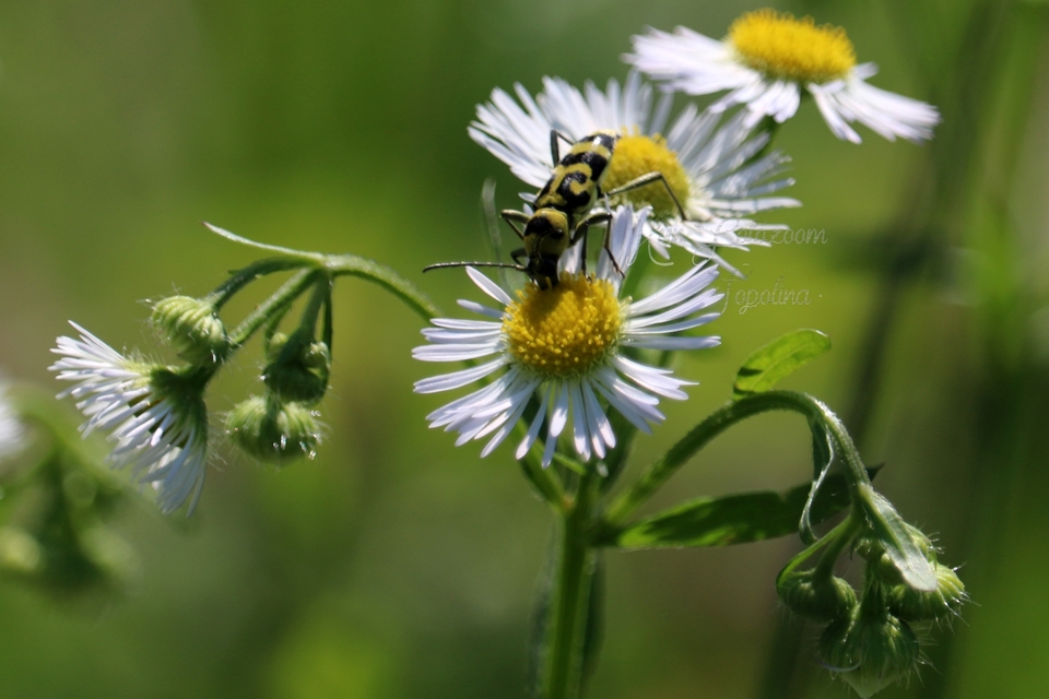 Chlorophorus varius - díszes darázscincér