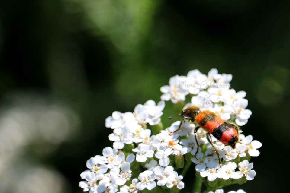 Trichodes apiarius - szalagos méhészbogár