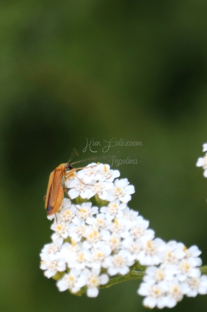 Oedemera podagrariae - székfű-álcincér