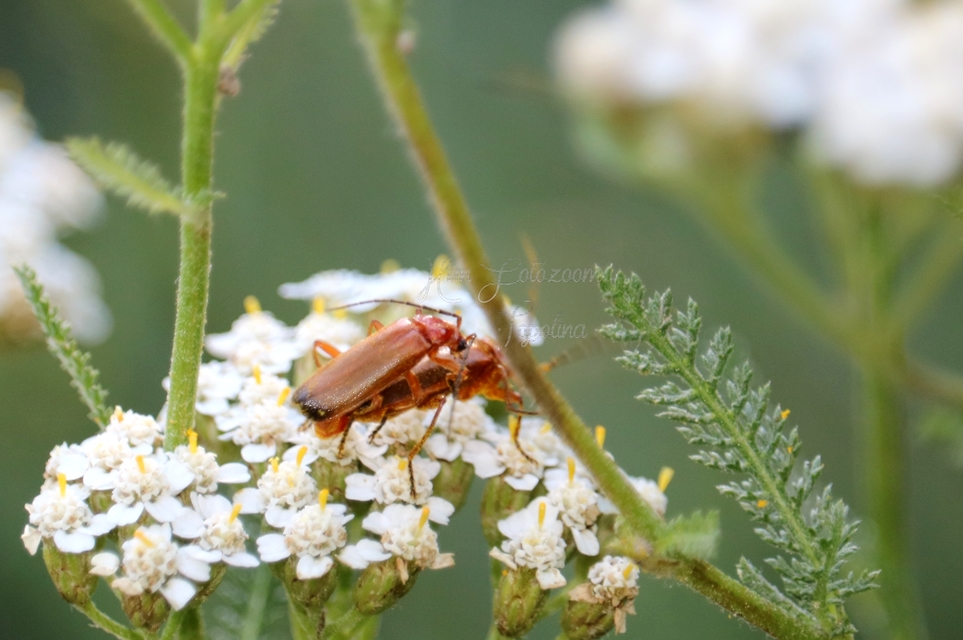 Rhagonycha fulva - feketevégű lágybogár