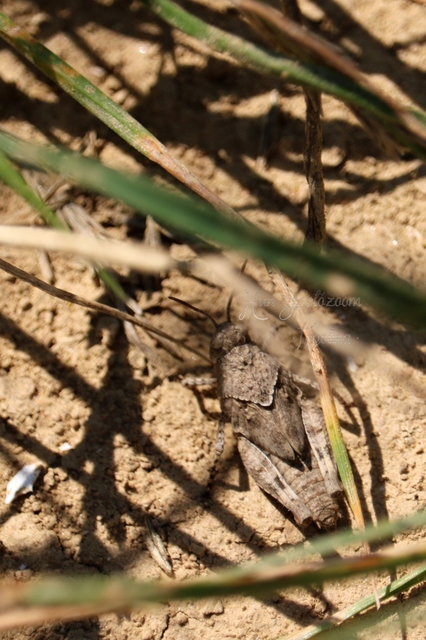 Oedipoda caerulescens - kékszárnyú sáska