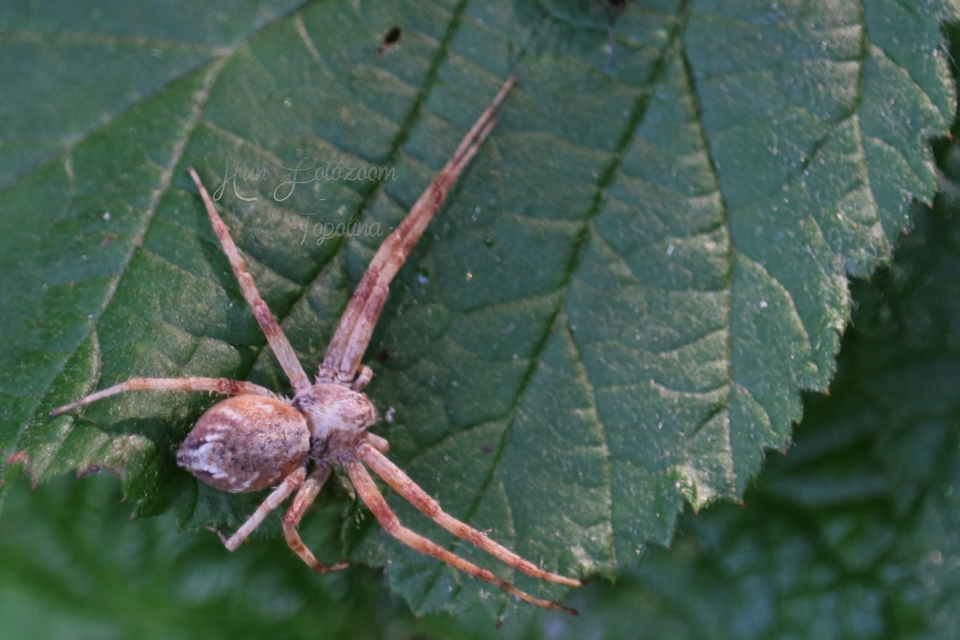 Philodromus buchari