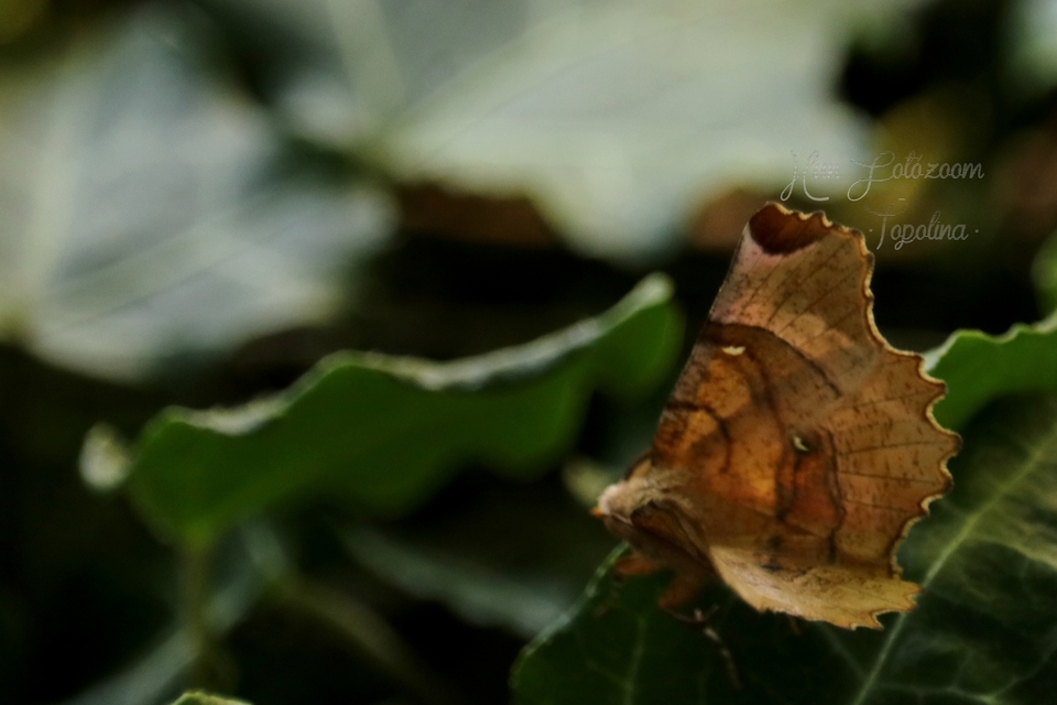 Selenia lunularia - egyfoltos holdasaraszoló