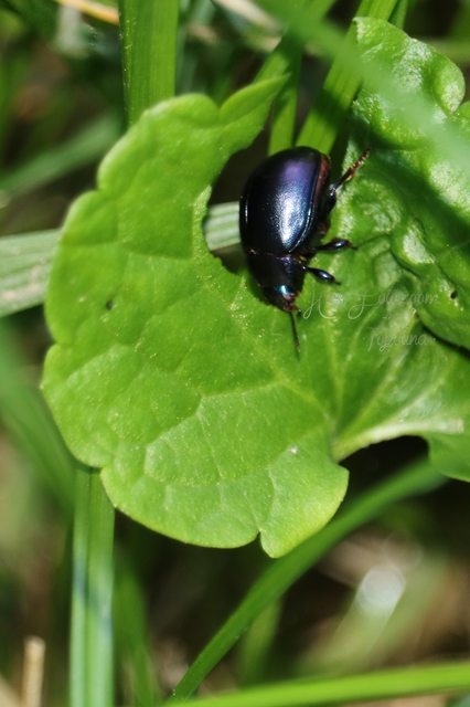 Chrysolina sturmi - vöröslábú levelész