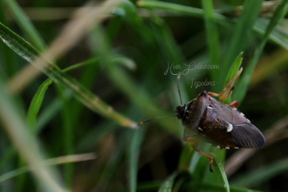 Pinthaeus sanguinipes Pinthaeus sanguinipes