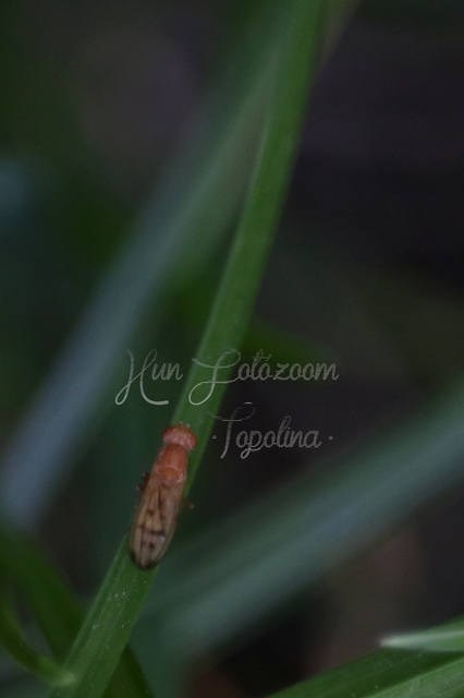 Opomyza