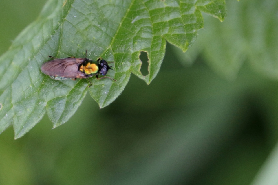Chloromyia