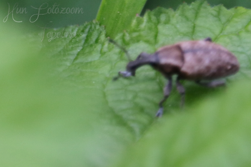 Lepyrus capucinus - pettyes fűzormányos