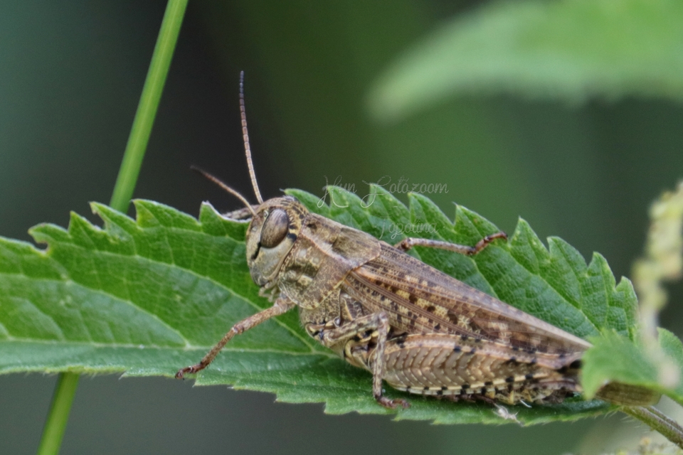 Calliptamus italicus - olaszsáska