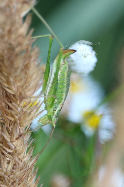 Leptophyes albovittata - közönséges virágszöcske