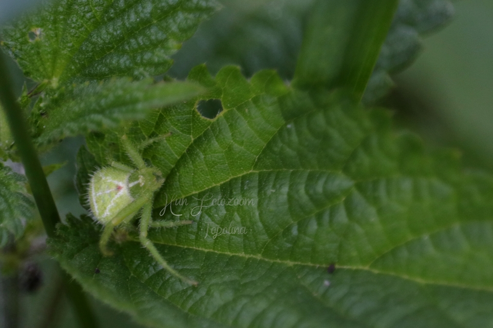 Heriaeus