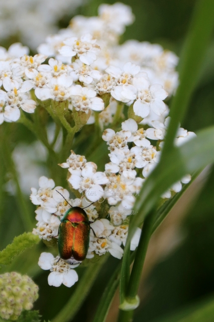 Cryptocephalus