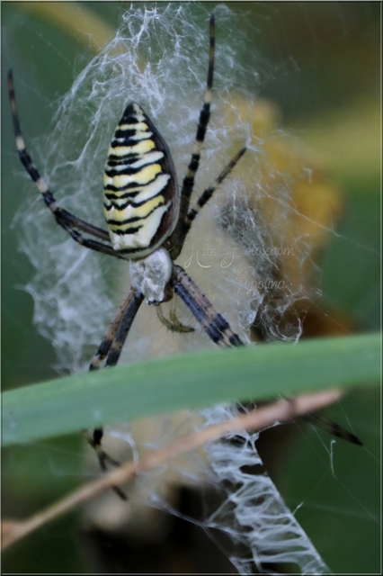 Argiope bruennichi - darázspók