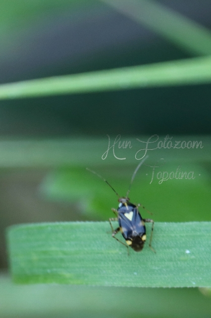 Liocoris tripustulatus - hárompettyes mezeipoloska