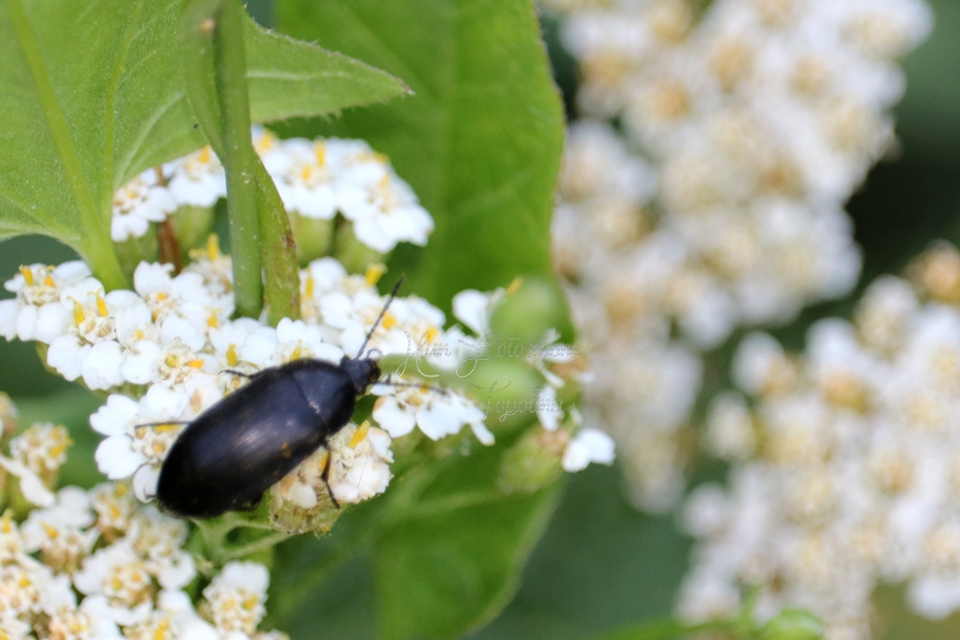 Podonta nigrita - szerecsenbogár