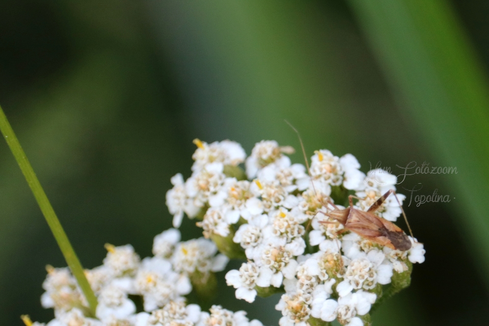 Phytocoris