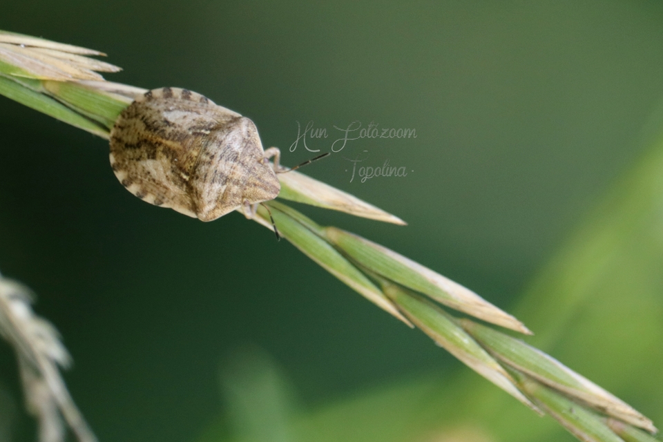 Eurygaster Eurygaster