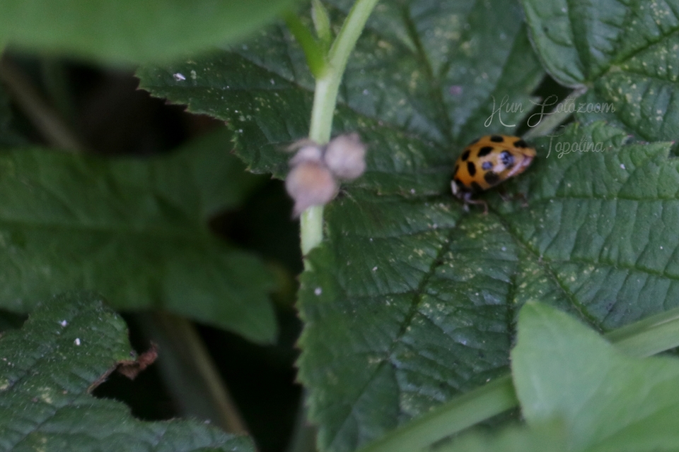 Harmonia axyridis - harlekinkatica