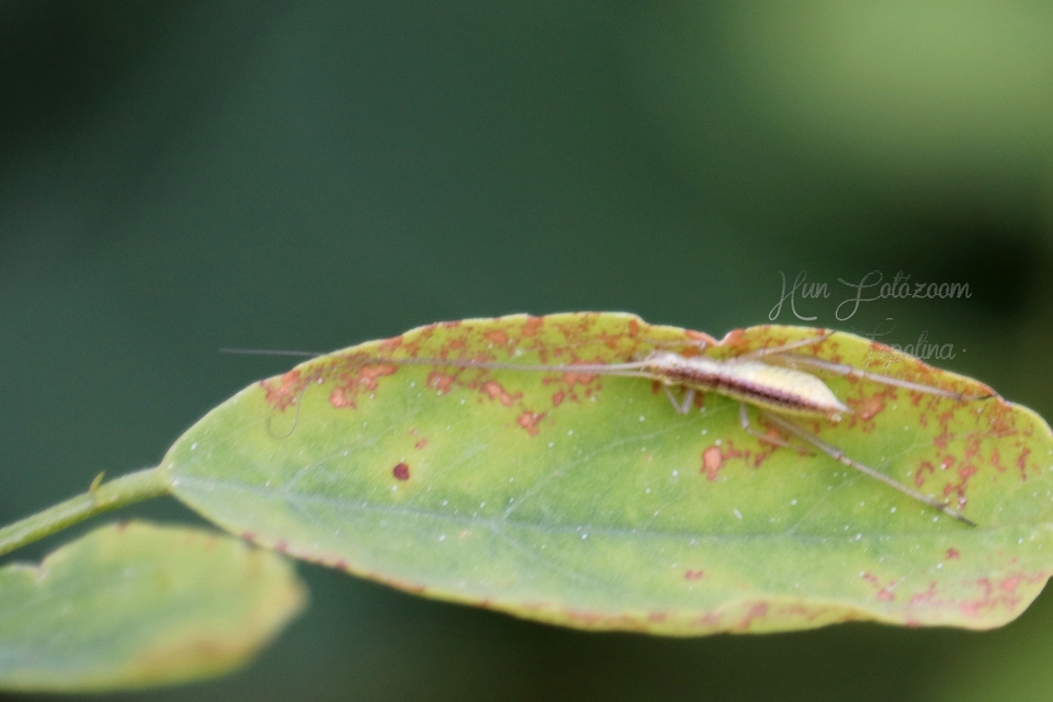 Oecanthus pellucens - pirregőtücsök