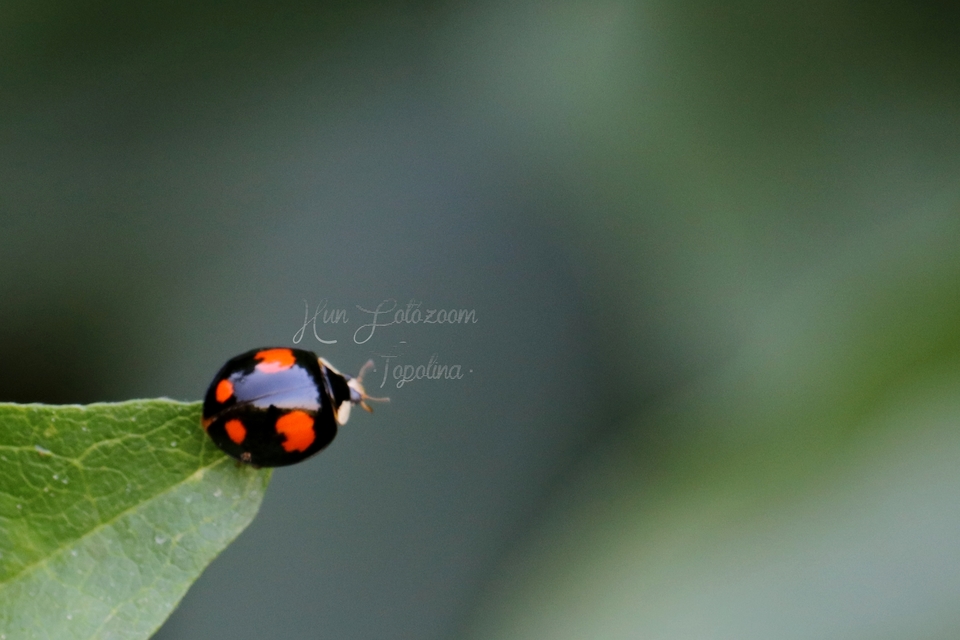 Harmonia axyridis - harlekinkatica
