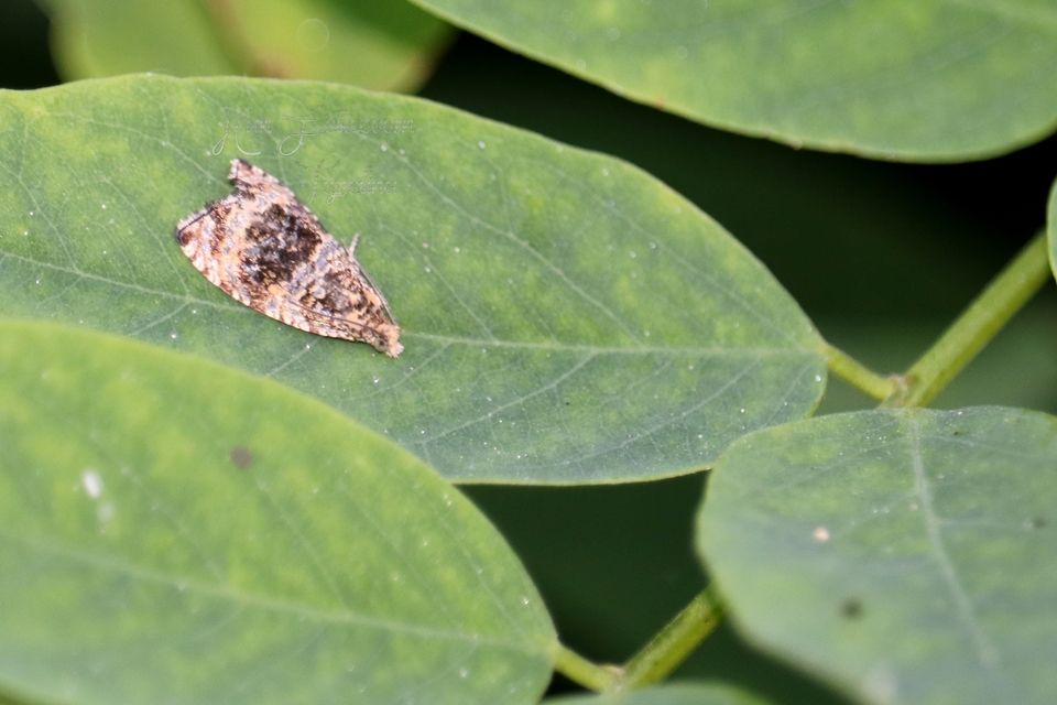 Celypha lacunana - vízparti tükrösmoly