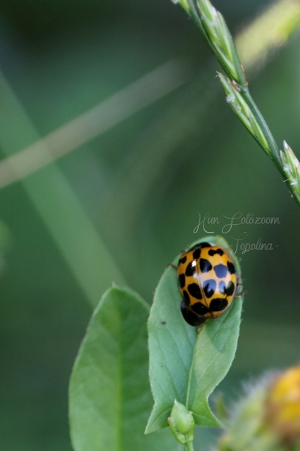 Harmonia axyridis - harlekinkatica