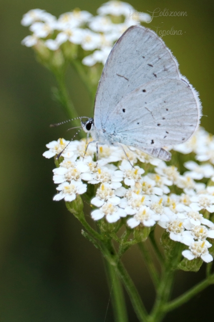 Celastrina argiolus - bengeboglárka