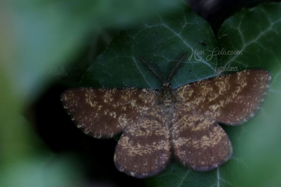 Ematurga atomaria - barna rétiaraszoló