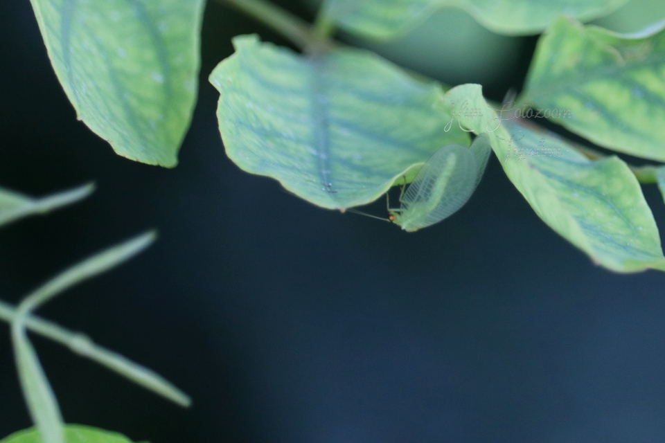 Chrysopidae - zöldfátyolkák