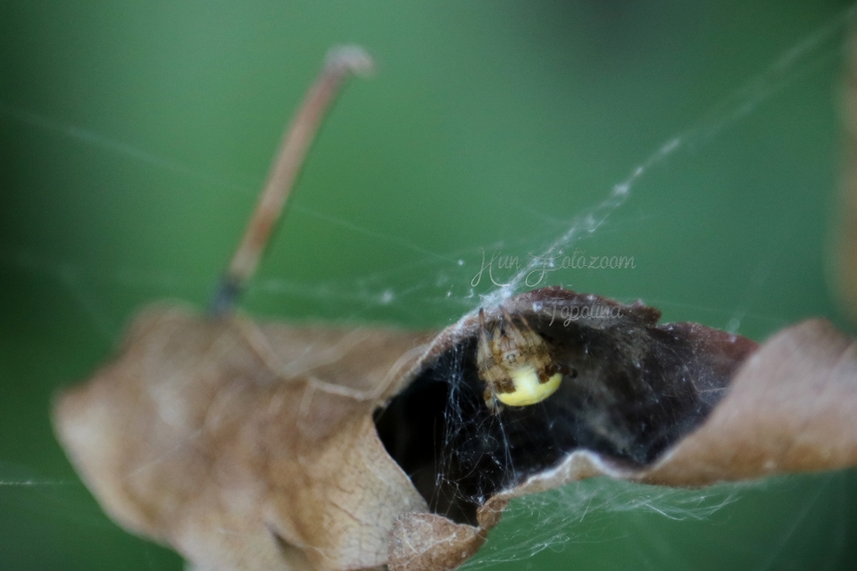 Araneus marmoreus - márványos keresztespók
