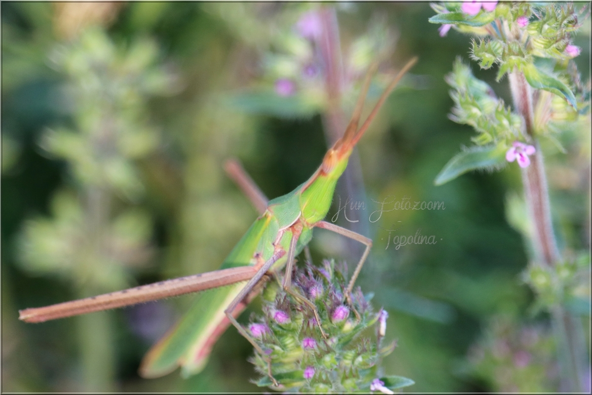 Acrida ungarica - sisakos sáska