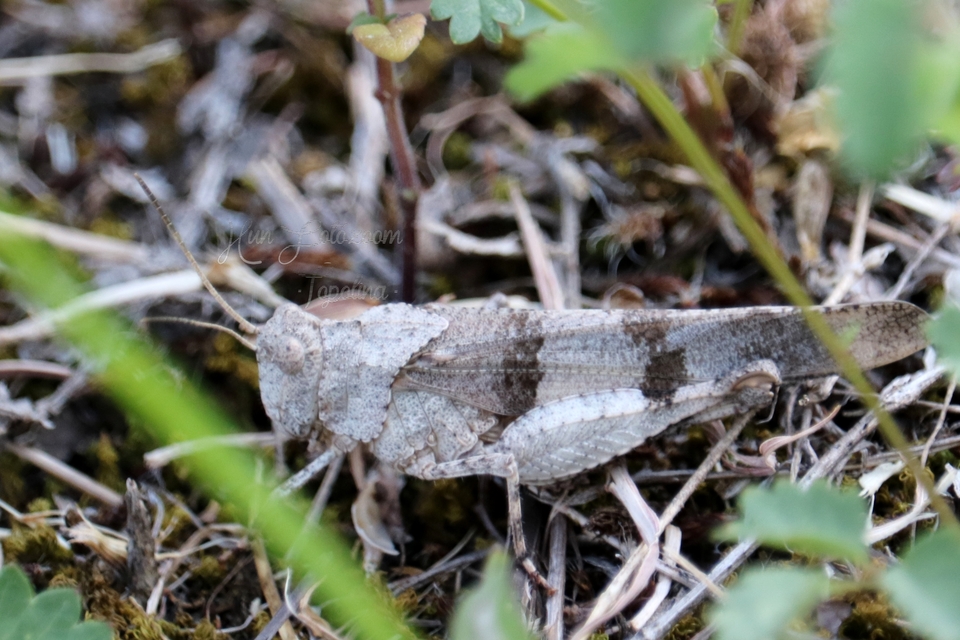 Oedipoda caerulescens - kékszárnyú sáska