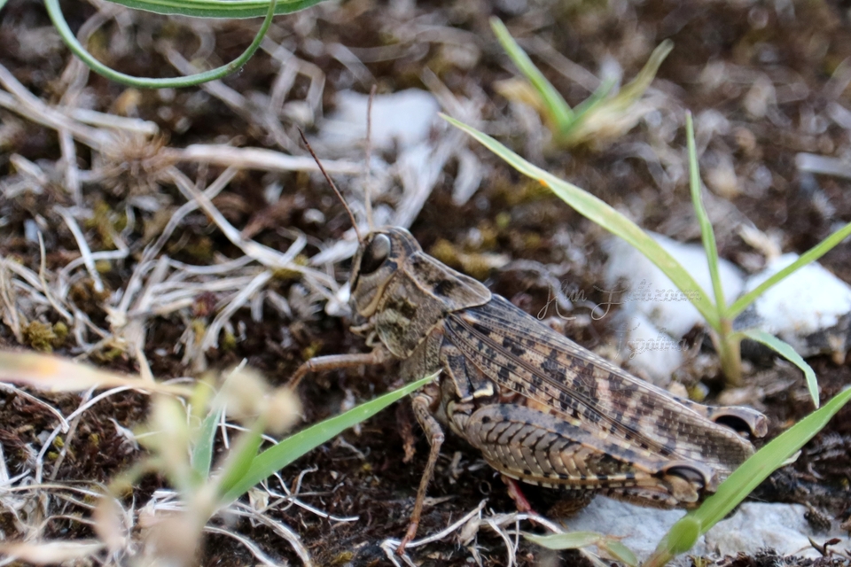 Calliptamus italicus - olaszsáska