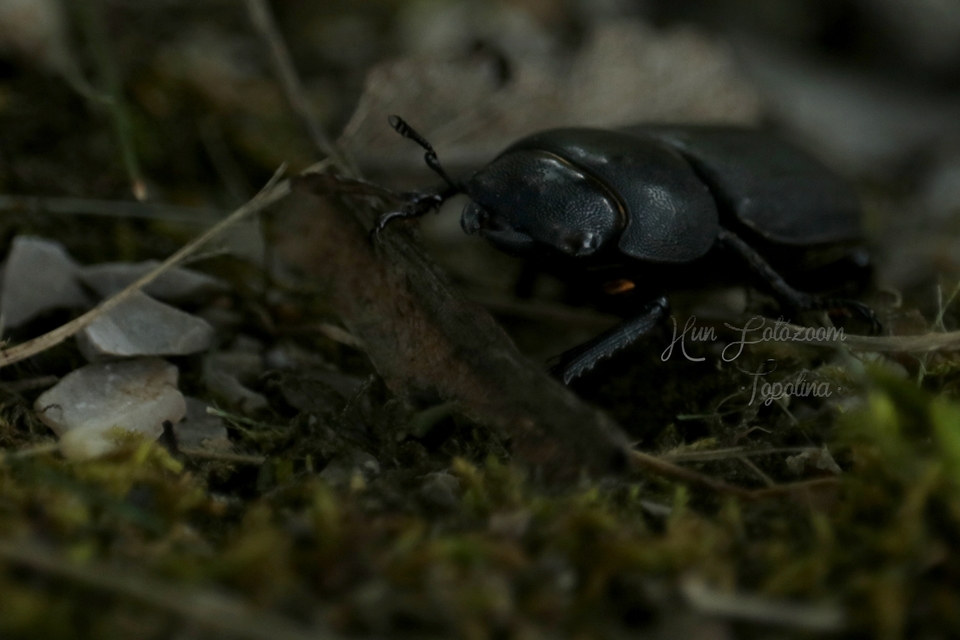 Dorcus parallelipipedus - kis szarvasbogár