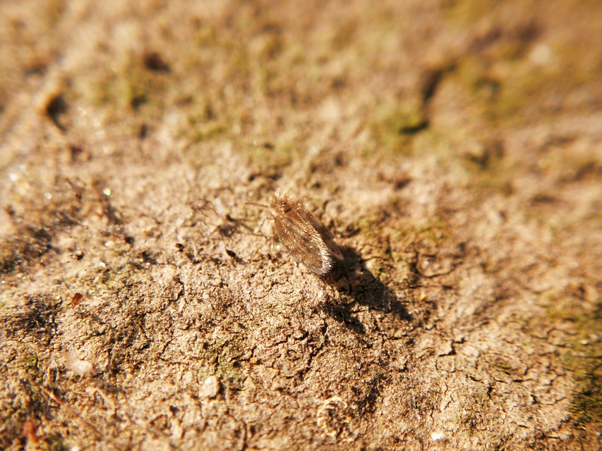 Psychodidae - lepkeszúnyogok