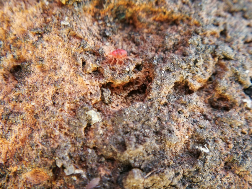 Bdellidae