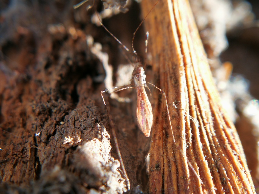 Metatropis rufescens - varázslófű-szúnyogpoloska