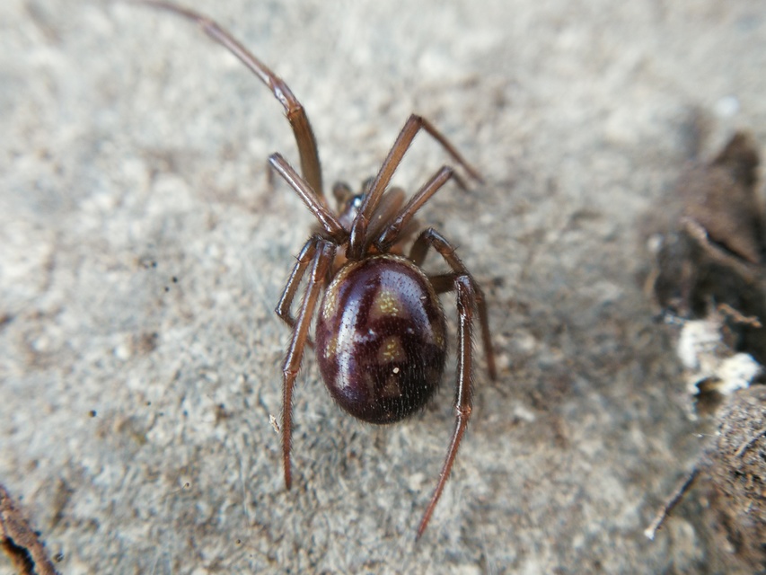 Steatoda grossa - nagy faggyúpók